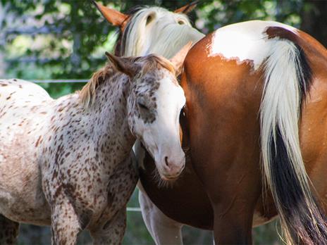 SMARTBOX - Piccoli cavalieri: 1 lezione di equitazione di 1h sui pony per 3 bambini vicino ad Alessandria - Cofanetto regalo - 2