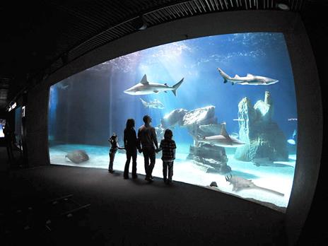 SMARTBOX - In famiglia all''Acquario di Genova: 1 ingresso con pranzo incluso per 2 adulti e 2 bambini - Cofanetto regalo - 2