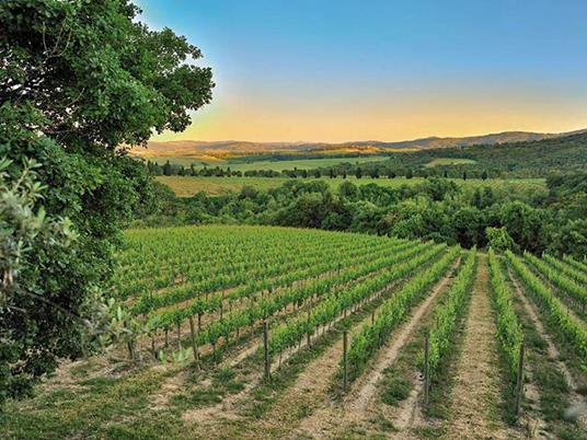 SMARTBOX - Tour guidato dei vigneti con degustazione di 3 vini in una tenuta storica in Umbria - Cofanetto regalo - 2