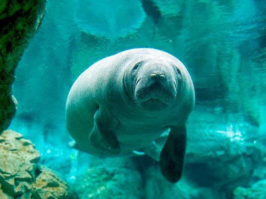 SMARTBOX - Le meraviglie del mondo sommerso: visita all''Acquario di Genova con pranzo incluso per 2 - Cofanetto regalo - 2