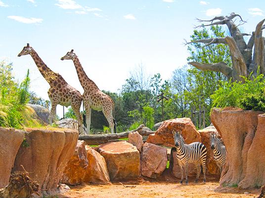 SMARTBOX - Colazione con le giraffe con biglietto d’ingresso saltafila a Zoom Torino per 4 persone - Cofanetto regalo - 2