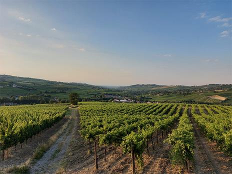 SMARTBOX - Delizioso aperitivo tra i vigneti in Lombardia con visita guidata alla cantina - Cofanetto regalo - 3