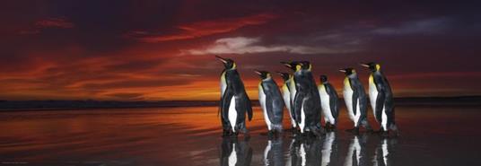 Puzzle 1000 pz Panorama - King Penguins, AvH - 2