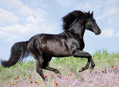 Black Stallion Puzzle 200 pezzi Ravensburger (12803) - 3