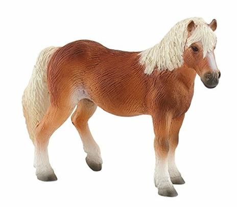 Cavalli. Haflinger Mare