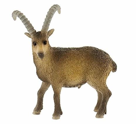 Alpeggio. Ibex