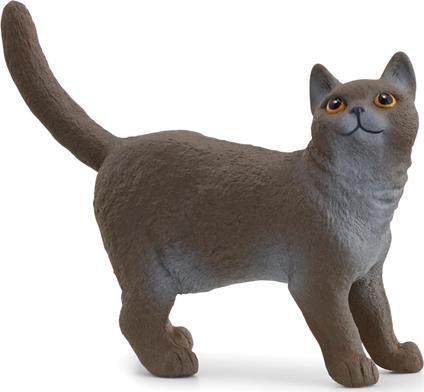 Gatto British Shorthair (13973)