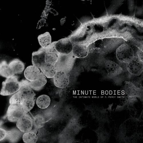 Minute Bodies - CD Audio + DVD Audio di Tindersticks