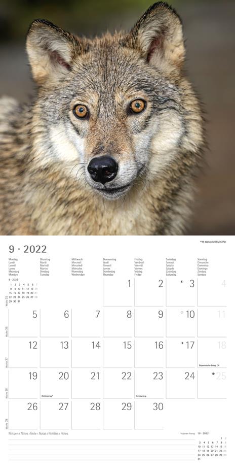 Calendario 2022 da muro Alpha Edition, Lupi, 12 mesi, 30x30 cm - 11