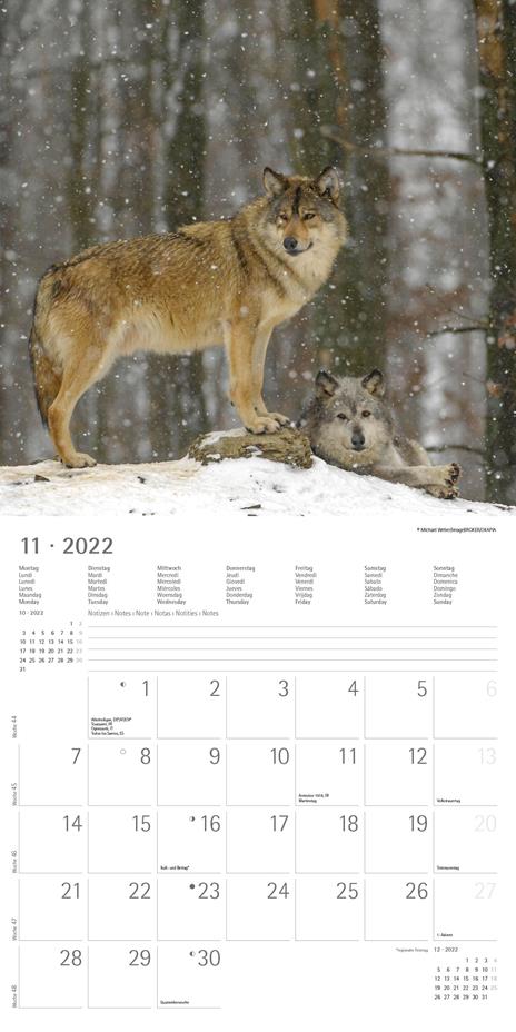 Calendario 2022 da muro Alpha Edition, Lupi, 12 mesi, 30x30 cm - 13