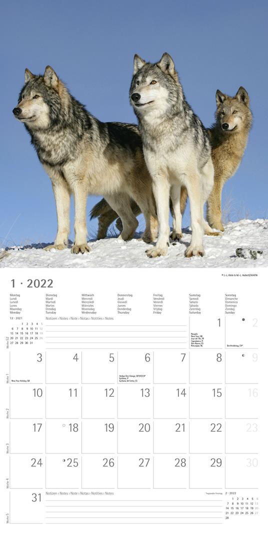 Calendario 2022 da muro Alpha Edition, Lupi, 12 mesi, 30x30 cm - 3