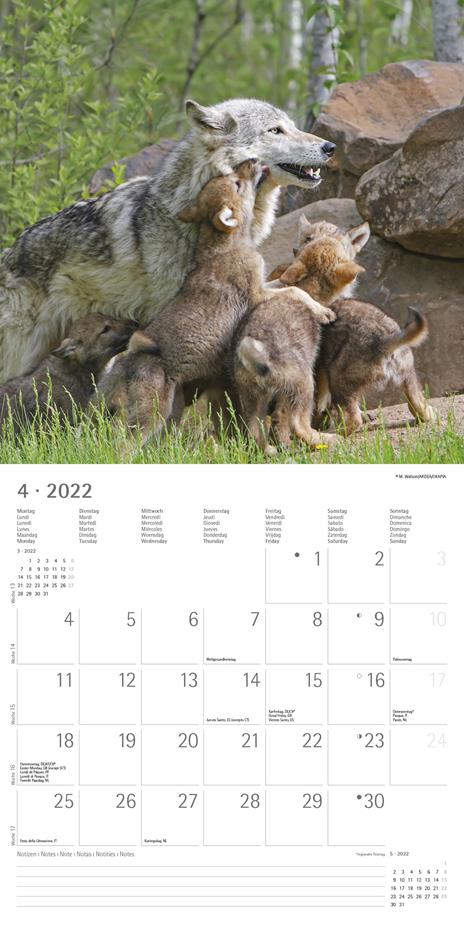 Calendario 2022 da muro Alpha Edition, Lupi, 12 mesi, 30x30 cm - 6