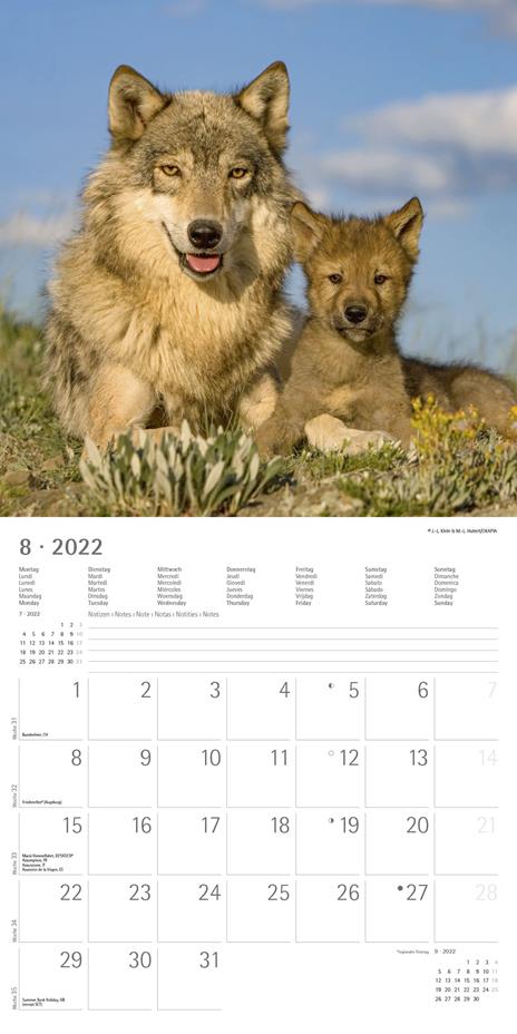 Calendario 2022 da muro Alpha Edition, Lupi, 12 mesi, 30x30 cm - 10