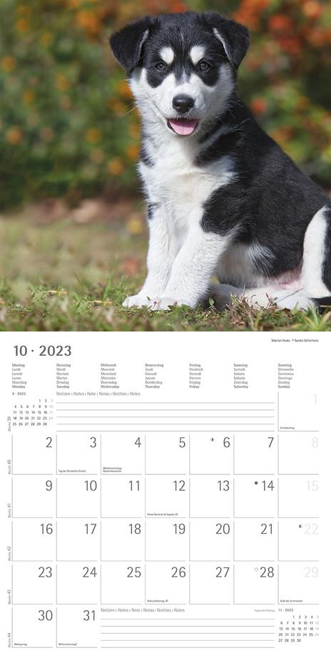 Calendario 2023 da muro Cuccioli, Alpha Edition, 12 mesi, 30x30 cm - 12