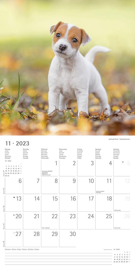 Calendario 2023 da muro Cuccioli, Alpha Edition, 12 mesi, 30x30 cm - 13