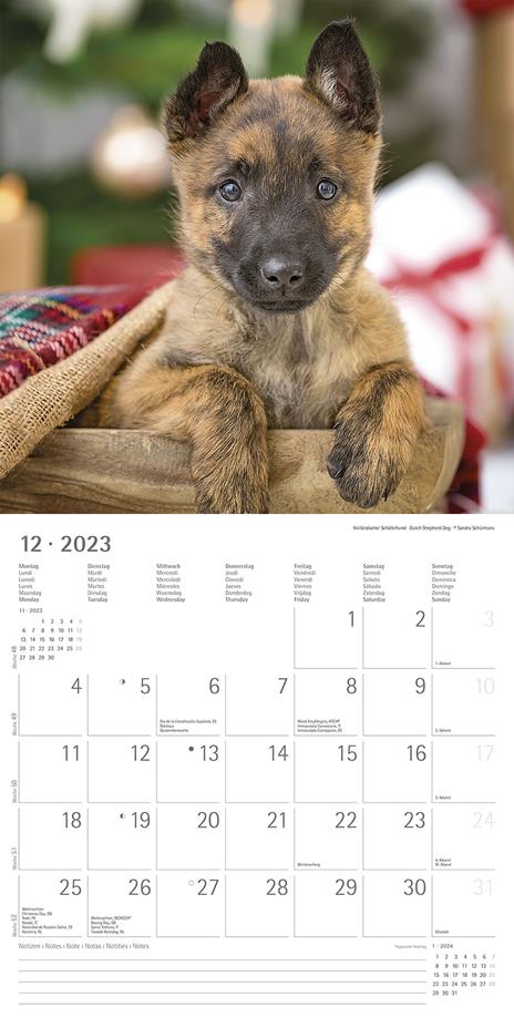 Calendario 2023 da muro Cuccioli, Alpha Edition, 12 mesi, 30x30 cm - 14