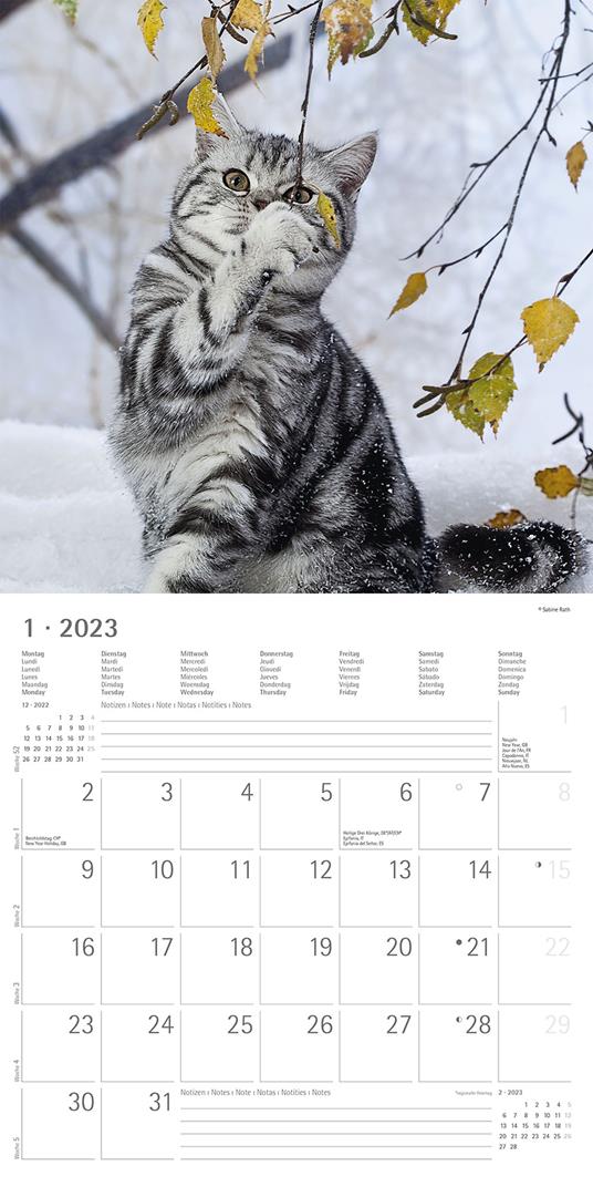 CALENDARIO DA MURO 2024 I GATTI D'ITALIA, 12 mesi 31x30, made in