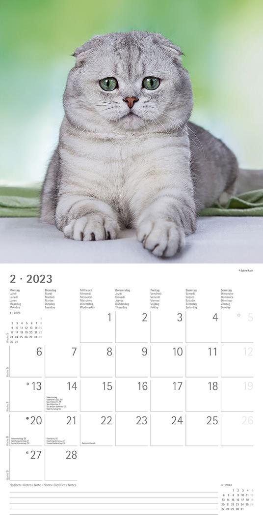 Calendario 2023 da muro Gatti, Alpha Edition, 12 mesi, 30x30 cm