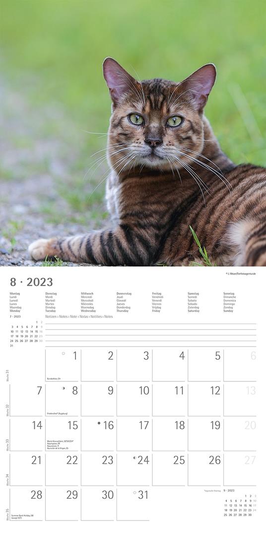 Calendario 2023 da muro Gatti, Alpha Edition, 12 mesi, 30x30 cm - 10