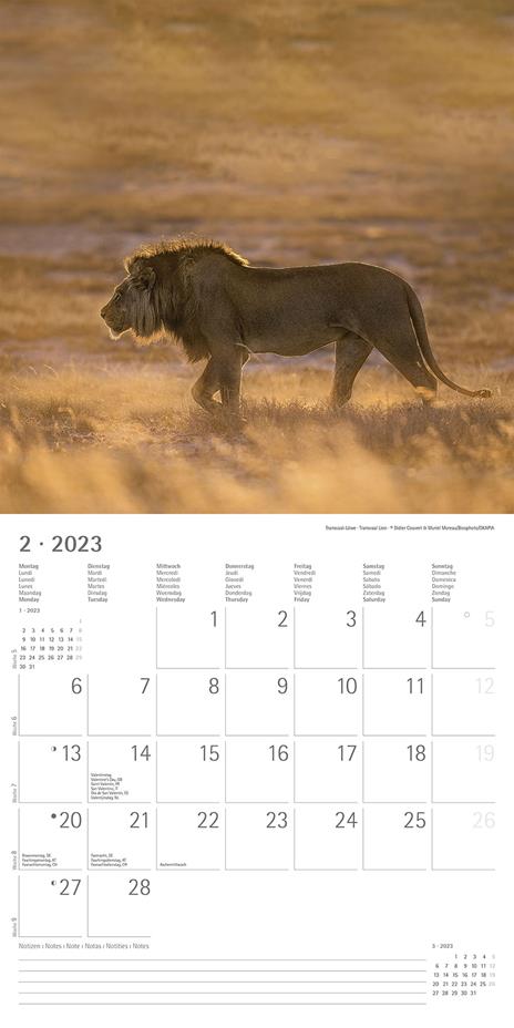 Calendario 2023 da muro Big Cats, Alpha Edition, 12 mesi, 30x30 cm - 4