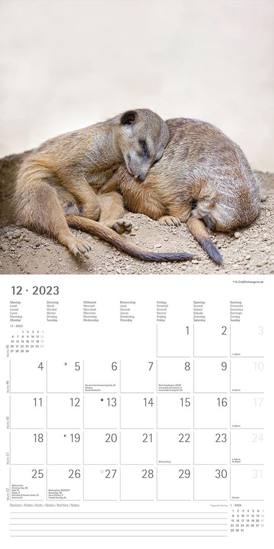 Calendario 2023 da muro Suricates, Alpha Edition, 12 mesi, 30x30 cm - 14