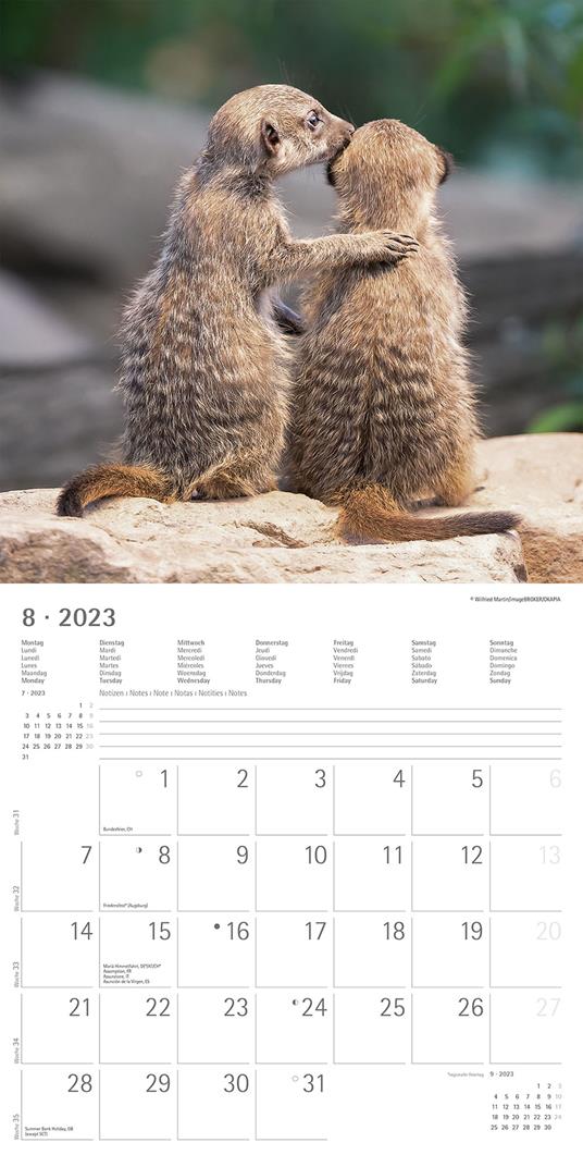 Calendario 2023 da muro Suricates, Alpha Edition, 12 mesi, 30x30 cm - 10