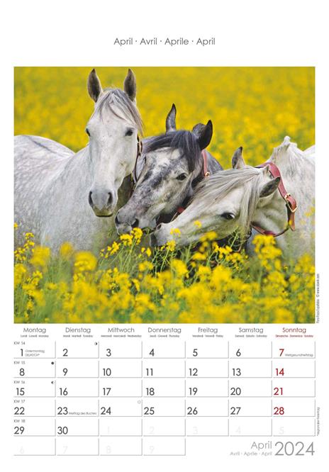 Alpha Edition - Calendario 2024 da muro Horses, 12 mesi, 23,7x34 cm - 5