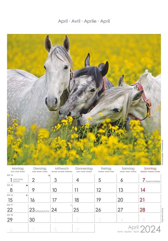 Alpha Edition - Calendario 2024 da muro Horses, 12 mesi, 23,7x34 cm - 5