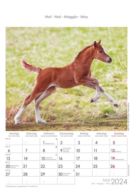 Alpha Edition - Calendario 2024 da muro Horses, 12 mesi, 23,7x34 cm - 6