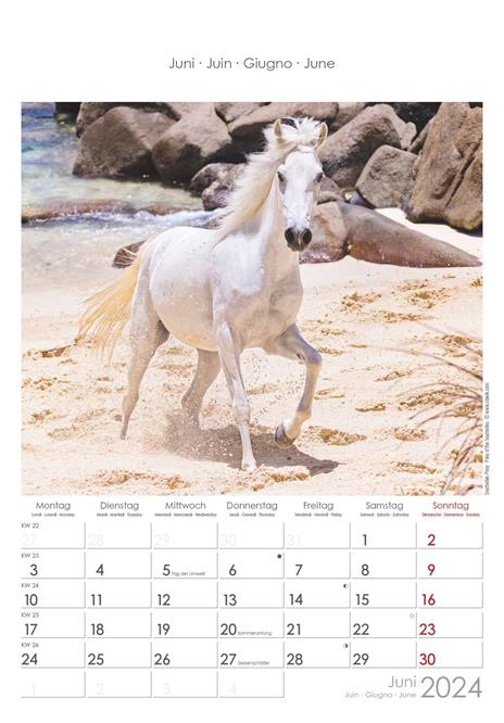 Alpha Edition - Calendario 2024 da muro Horses, 12 mesi, 23,7x34 cm - 7