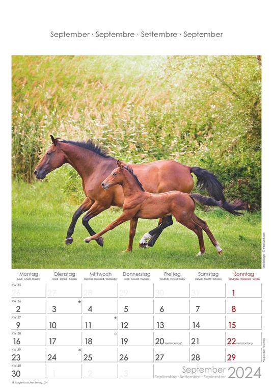 Alpha Edition - Calendario 2024 da muro Horses, 12 mesi, 23,7x34 cm - 10