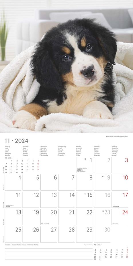 Alpha Edition - Calendario 2024 da muro Dogs, 12 mesi, 30x30 cm - 13