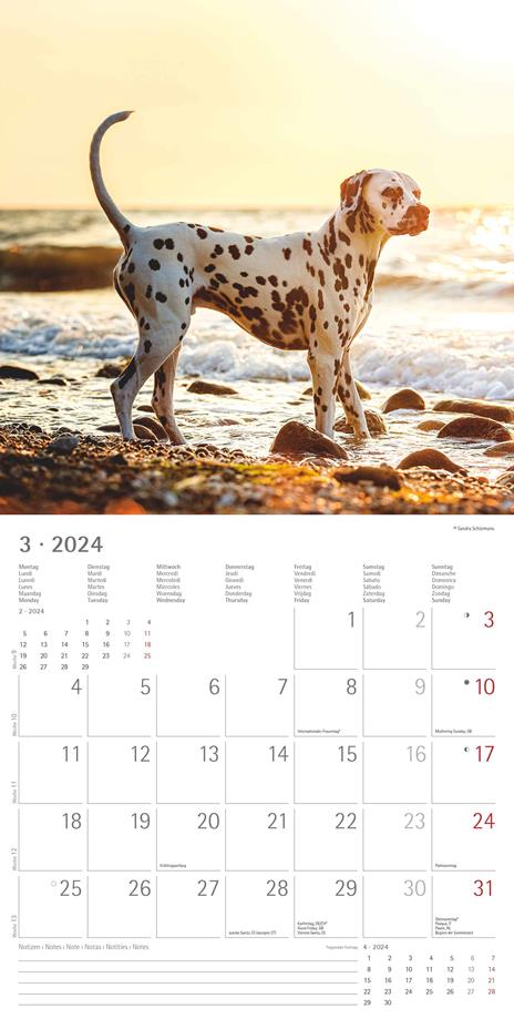 Alpha Edition - Calendario 2024 da muro Dogs, 12 mesi, 30x30 cm - 5