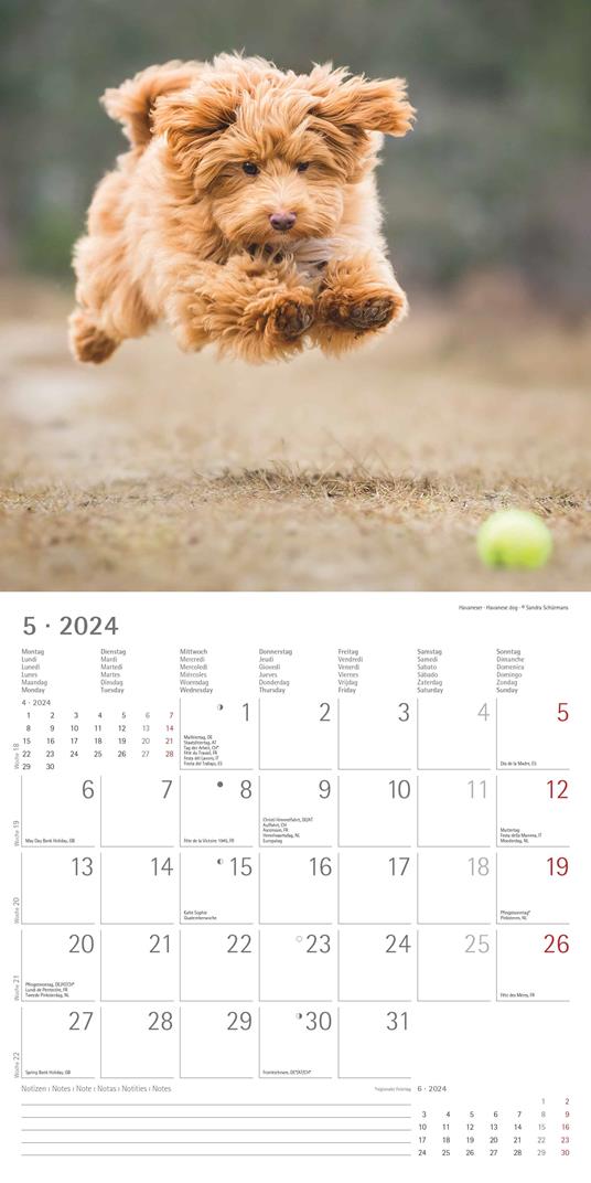 Calendario 2024 da parete 30 x 29 cm DOGS