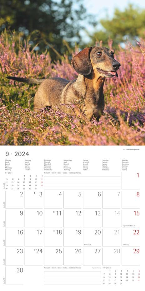 Alpha Edition - Calendario 2024 da muro Dachshund, 12 mesi, 30x30 cm - 11