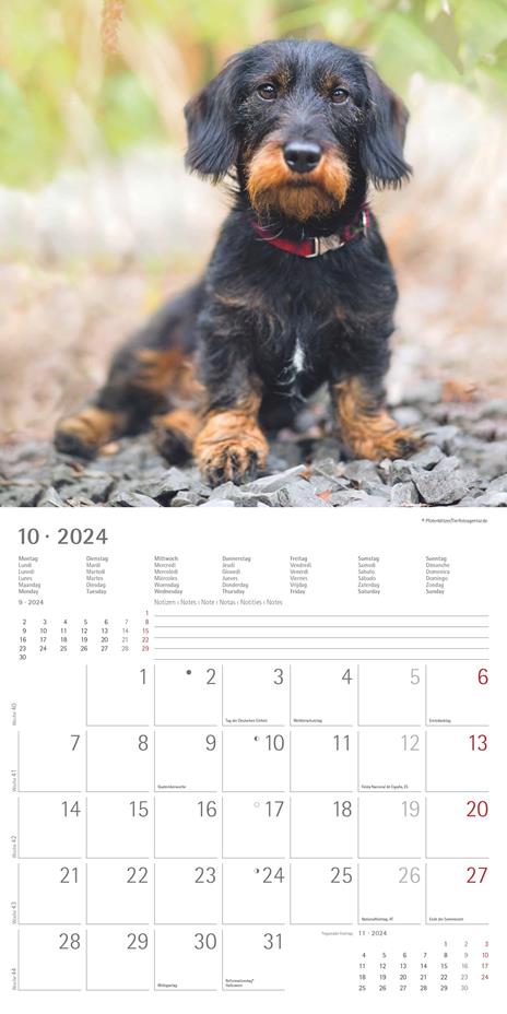 Alpha Edition - Calendario 2024 da muro Dachshund, 12 mesi, 30x30 cm - 12