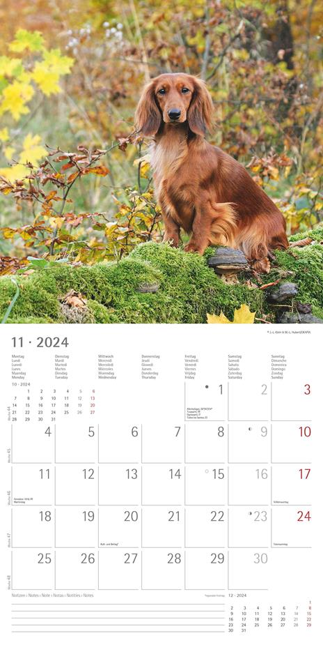 Alpha Edition - Calendario 2024 da muro Dachshund, 12 mesi, 30x30 cm - 13