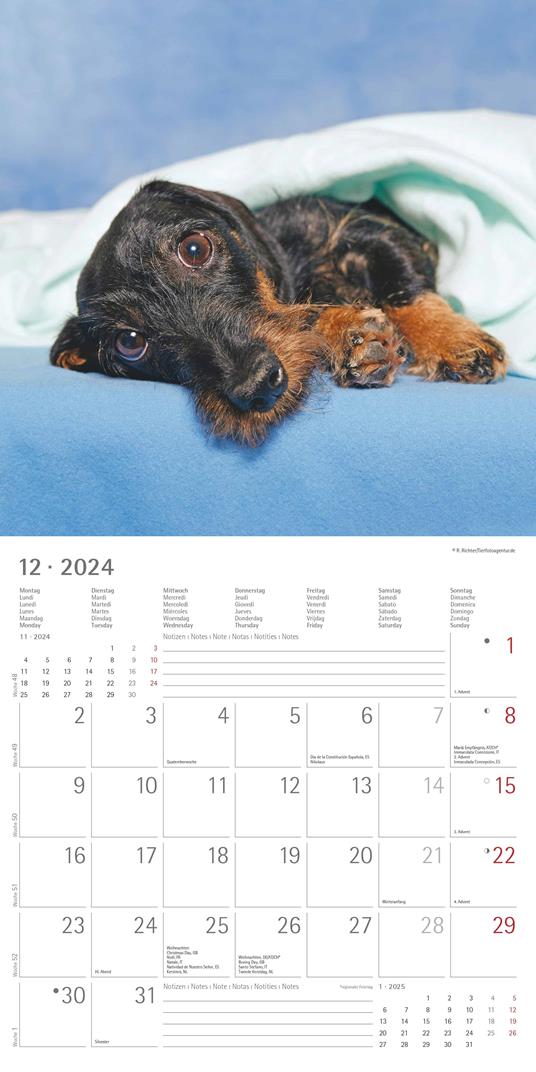 Alpha Edition - Calendario 2024 da muro Dachshund, 12 mesi, 30x30 cm - 14