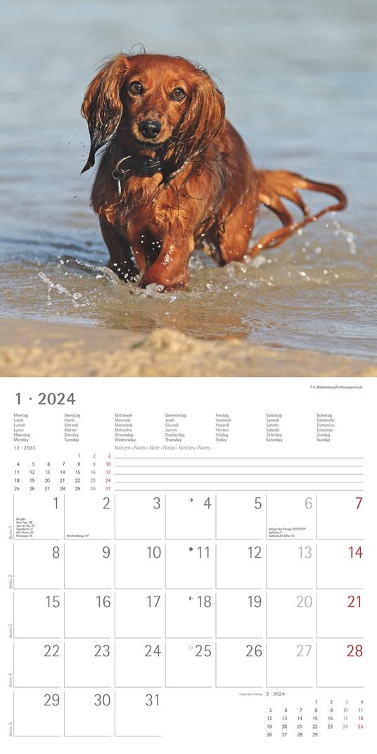 Alpha Edition - Calendario 2024 da muro Animal Frienship, 12 mesi, 30x30 cm  - Alpha Edition - Cartoleria e scuola