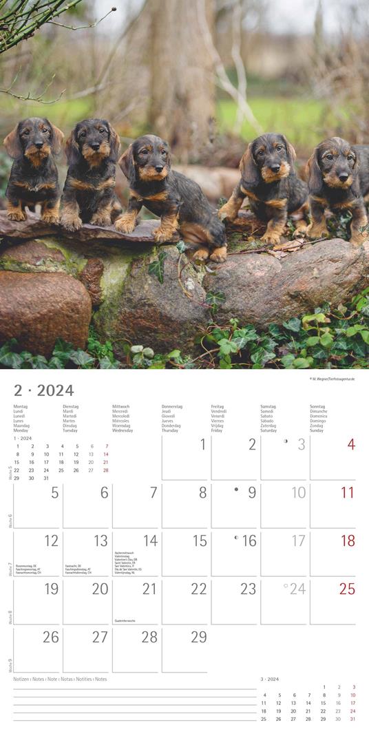 Alpha Edition - Calendario 2024 da muro Dachshund, 12 mesi, 30x30 cm - 4