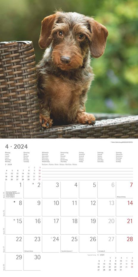 Alpha Edition - Calendario 2024 da muro Dachshund, 12 mesi, 30x30 cm - 6