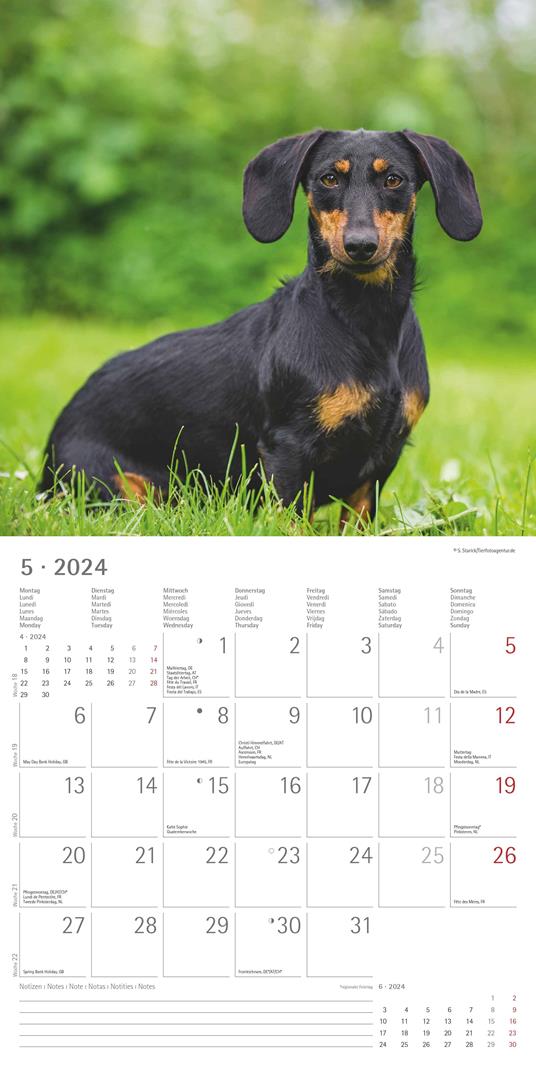 Alpha Edition - Calendario 2024 da muro Dachshund, 12 mesi, 30x30 cm - 7