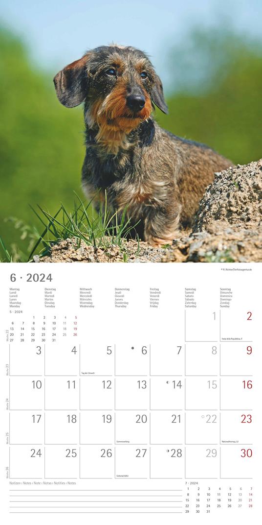 Alpha Edition - Calendario 2024 da muro Dachshund, 12 mesi, 30x30 cm - 8