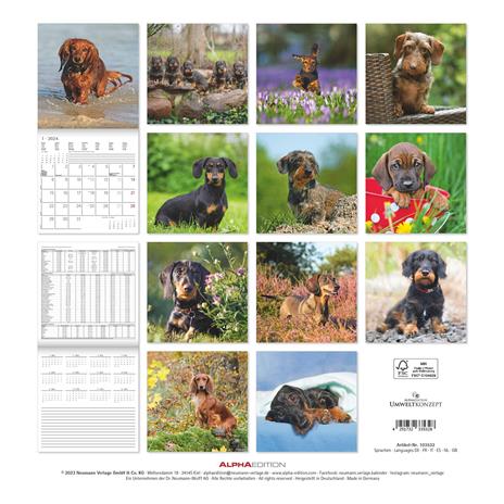 Alpha Edition - Calendario 2024 da muro Dachshund, 12 mesi, 30x30 cm - 15