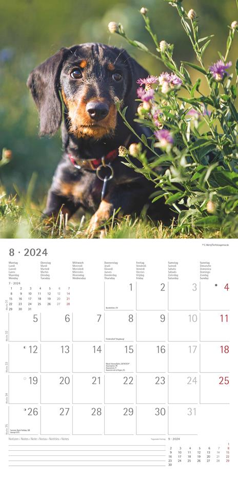 Alpha Edition - Calendario 2024 da muro Dachshund, 12 mesi, 30x30 cm - 10