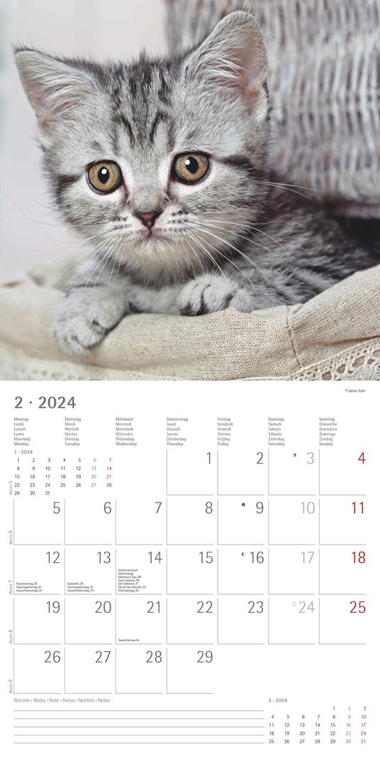  Gatti. Calendario da muro 2024 - Libri