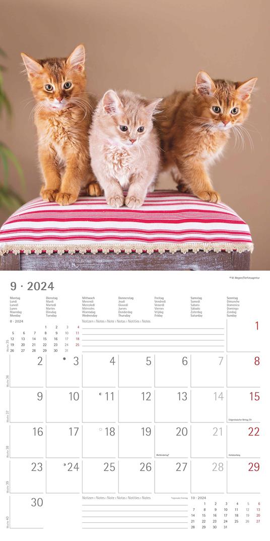 Alpha Edition - Calendario 2024 da muro Kittens, 12 mesi, 30x30 cm - 11