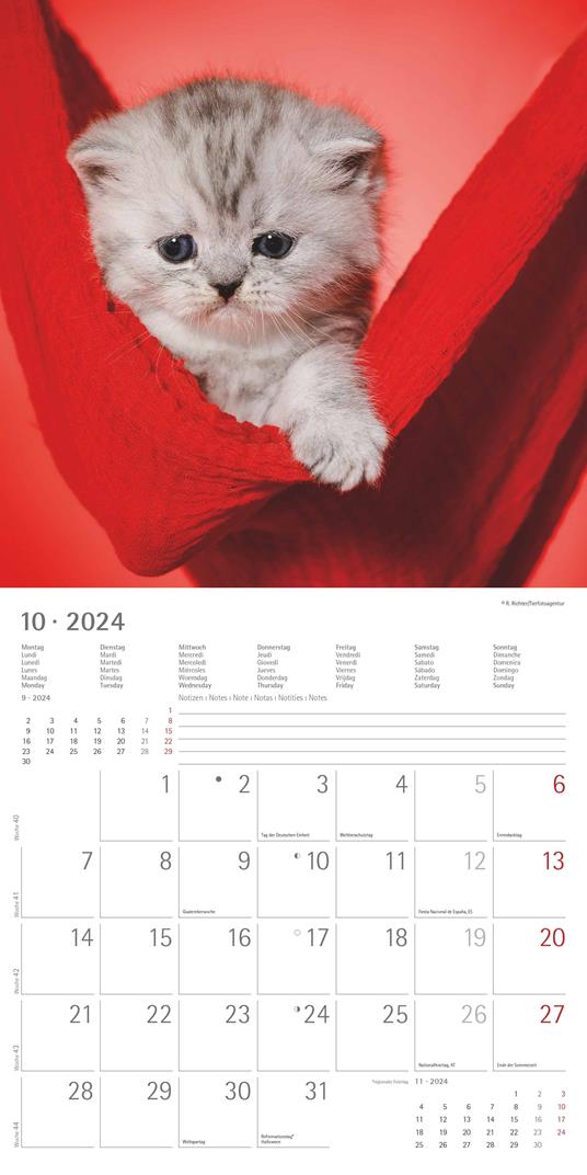 Alpha Edition - Calendario 2024 da muro Kittens, 12 mesi, 30x30 cm - 12