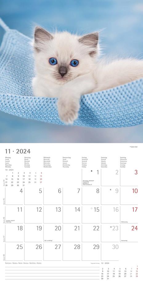 Alpha Edition - Calendario 2024 da muro Kittens, 12 mesi, 30x30 cm - 13