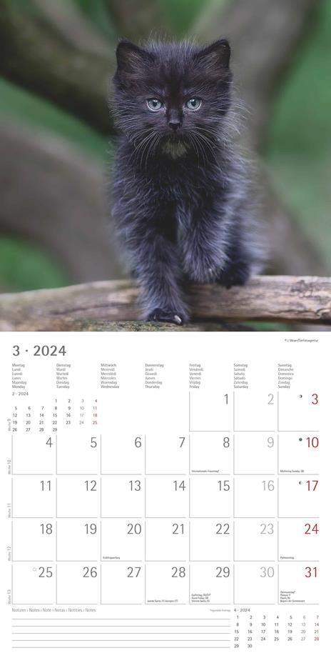 Alpha Edition - Calendario 2024 da muro Kittens, 12 mesi, 30x30 cm - 5